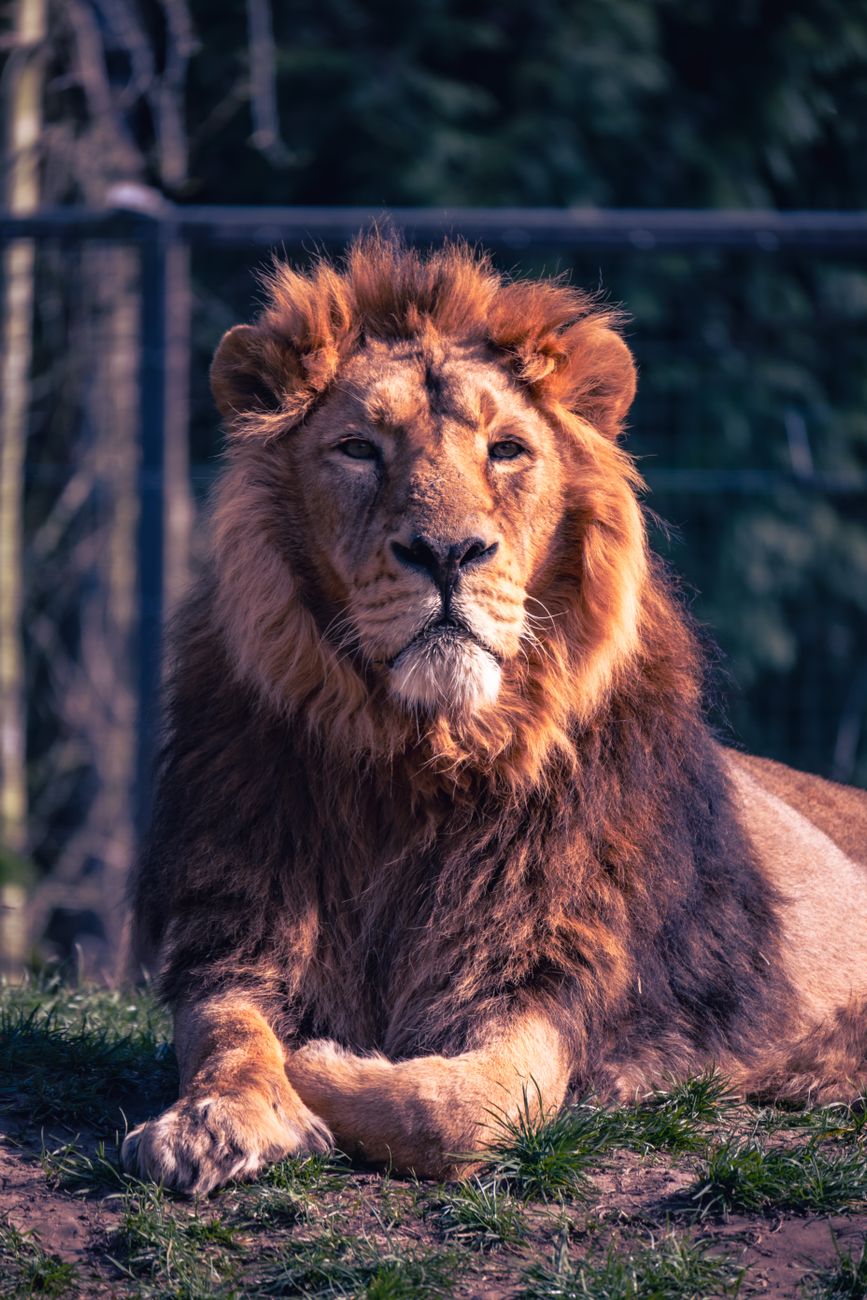 Happy Lion’s Gate 2026
